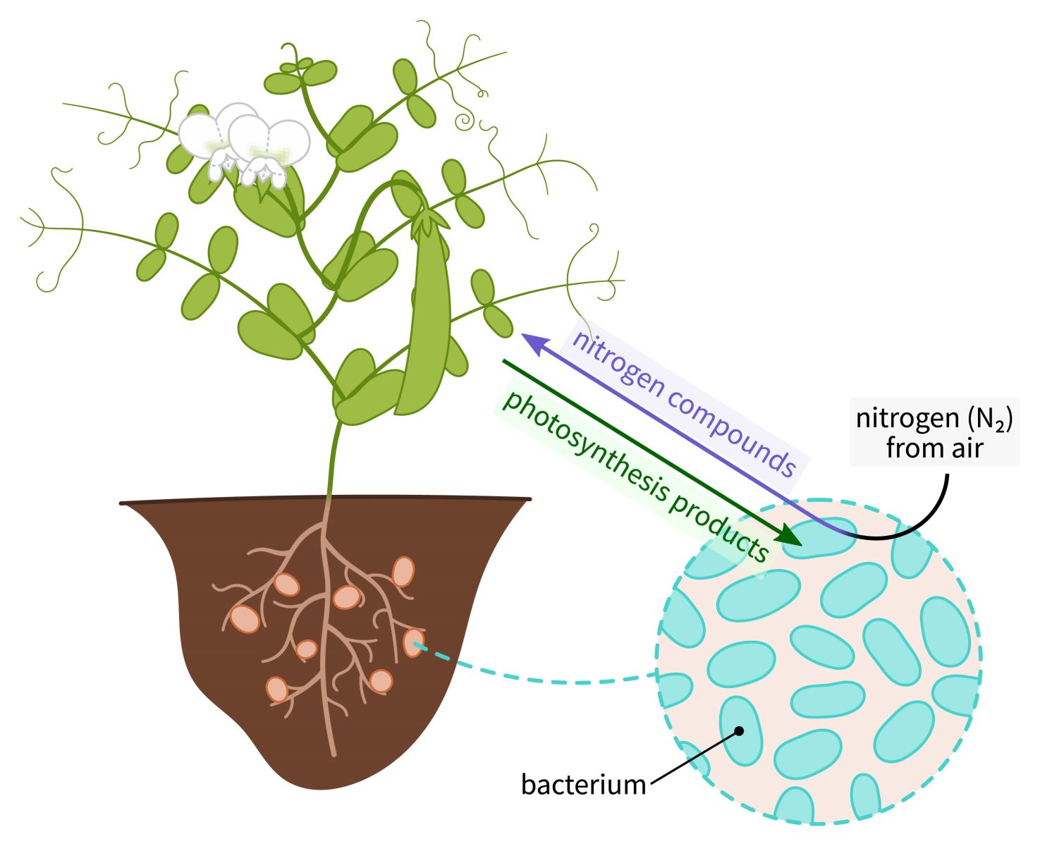 Coban (Co) có vai trò kích thích sự phát triển của vi khuẩn nốt sần (Rhizobium) trên cây họ đậu